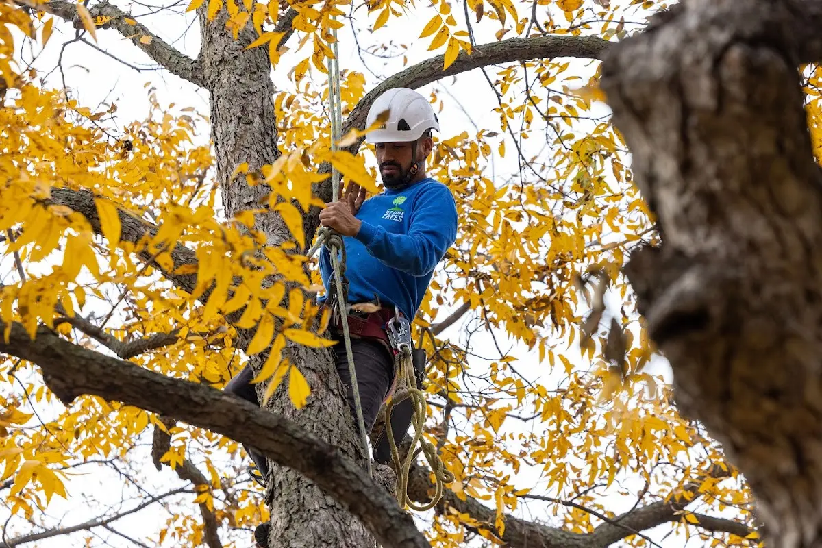 Skilled Tree Pruning crew working in Amherst